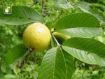 بذر درختچه میوه گواوا زرد برزیلی (Psidium guineense)