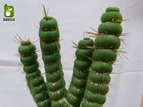 بذر کاکتوس جالب یولیکنیا کاستانئا (Eulychnia castanea)