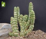 بذر کاکتوس جالب یولیکنیا کاستانئا (Eulychnia castanea)
