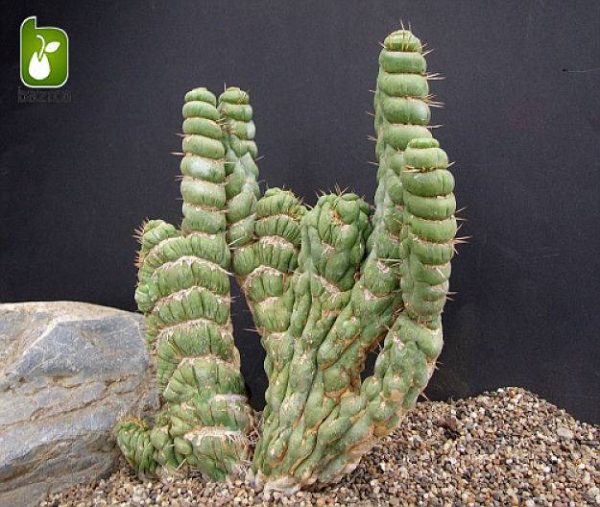 بذر کاکتوس جالب یولیکنیا کاستانئا (Eulychnia castanea)
