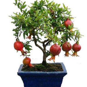 بذر انار زینتی کوتوله یا انار مینیاتوری (Punica Granatum Nana )