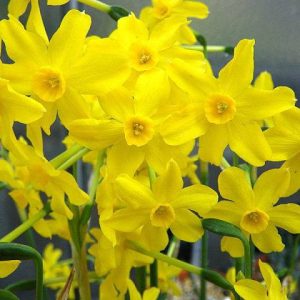 پیاز گل نرگس ژونکی هلندی زرد یا نرگس شهلا (Narcissus jonquilla)
