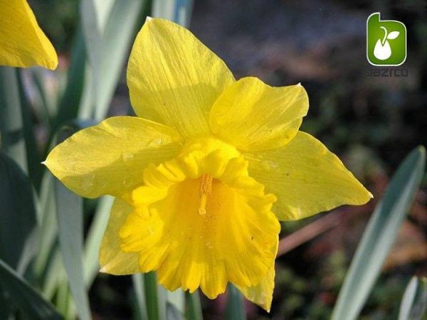 پیاز گل نرگس ژونکی هلندی زرد یا نرگس شهلا (Narcissus jonquilla)