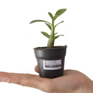 نشاء گیاه زیبای آدنیوم آبسوم یا رز صحرا (ADENIUM OBESUM)