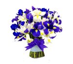 پیاز گل زنبق یا آیریس (iris) رنگ مخلوط