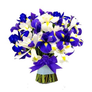 پیاز گل زنبق یا آیریس (iris) رنگ مخلوط