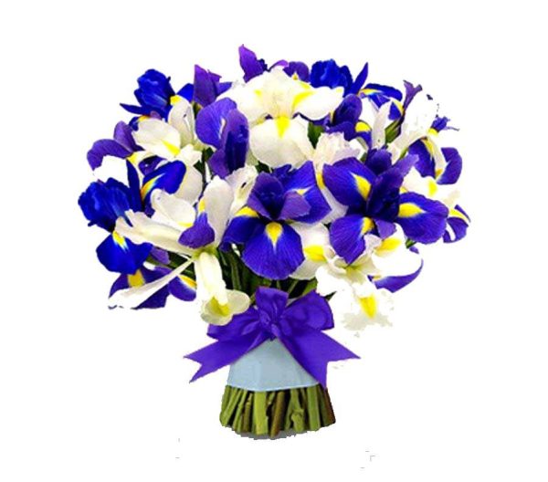 پیاز گل زنبق یا آیریس (iris) رنگ مخلوط