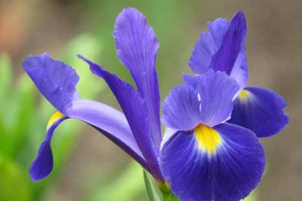 پیاز گل زنبق یا آیریس (iris) رنگ مخلوط