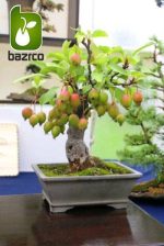 بذر درخت زیبا و کمیاب سیب خرچنگی (Malus baccata)