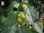 بذر درخت زیبا و کمیاب سیب خرچنگی (Malus baccata)