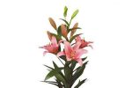 پیاز لیلیوم (سوسن) هلندی رنگ صورتی Hybrid Lily Lilium Brindisi