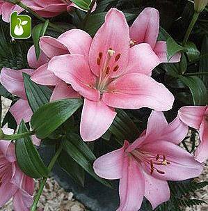 پیاز لیلیوم (سوسن) هلندی رنگ صورتی Hybrid Lily Lilium Brindisi