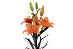 پیاز لیلیوم (سوسن) هلندی رنگ نارنجی Hybrid Lily Lilium tresor