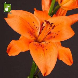 پیاز لیلیوم (سوسن) هلندی رنگ نارنجی Hybrid Lily Lilium tresor