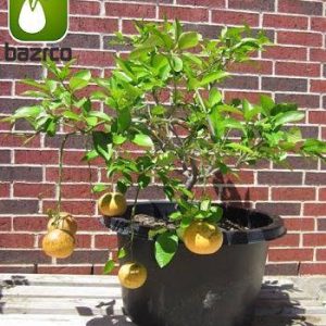 بذر میوه خوشمزه گریپ فروت تو سرخ (Grapefruit)