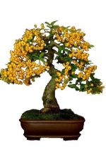 بذر درختچه میوه زالزالک زرد (Crataegus)