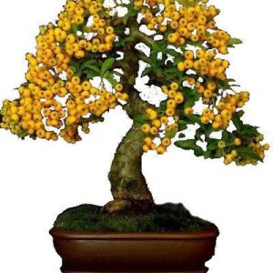 بذر درختچه میوه زالزالک زرد (Crataegus)