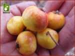 بذر درختچه میوه زالزالک زرد (Crataegus)