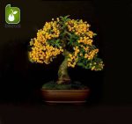 بذر درختچه میوه زالزالک زرد (Crataegus)