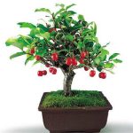 بذر درخت ziziphus jujuba یا خرمای چینی (درخت عناب)