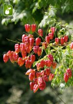 بذر درخت زیبای باران طلایی (Koelreuteria bipinnata)