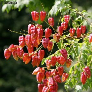 بذر درخت زیبای باران طلایی (Koelreuteria bipinnata)