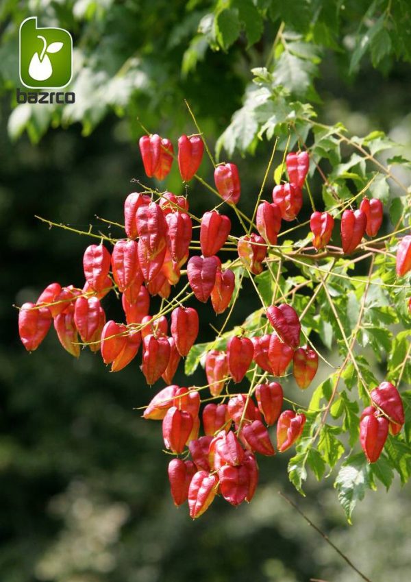 بذر درخت زیبای باران طلایی (Koelreuteria bipinnata)