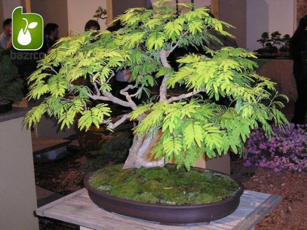 بذر درخت زیبای باران طلایی (Koelreuteria bipinnata)