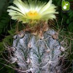 بذر کمیاب کاکتوس آستروفیتوم (Astrophytum capricorne crassispinoides)