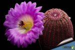 بذر کمیاب کاکتوس زیبای اچینو سرئوس ریجیدیسیموس (Echinocereus rigidissimus)