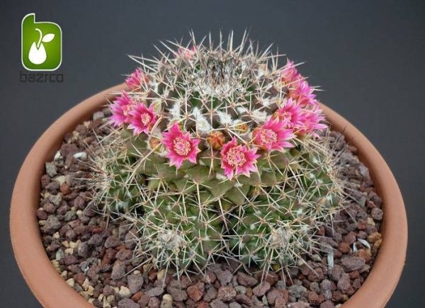 بذر کاکتوس مامیلاریا کمپرسا یا آناناسی (Mammillaria compressa)
