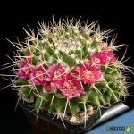 بذر کاکتوس مامیلاریا کمپرسا یا آناناسی (Mammillaria compressa)