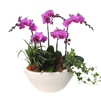 بذر بسیار کمیاب ارکیده فالانوپسیس صورتی (orchid Phalaenopsis)