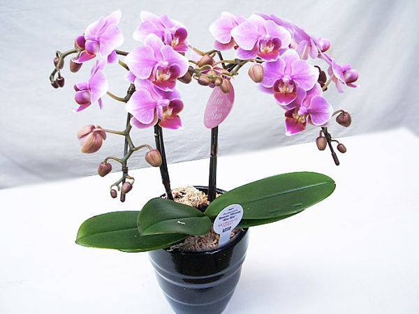 بذر بسیار کمیاب ارکیده فالانوپسیس صورتی (orchid Phalaenopsis)