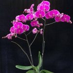بذر بسیار کمیاب ارکیده فالانوپسیس صورتی (orchid Phalaenopsis)