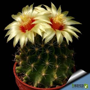 بذر کاکتوس هاماتوکاکتوس ستیسپینوس (Hamatocactus setispinus)