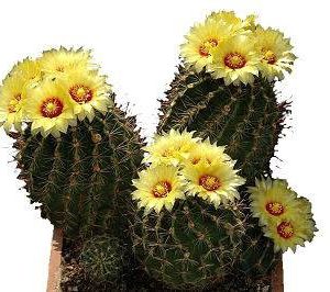 بذر کاکتوس هاماتوکاکتوس ستیسپینوس (Hamatocactus setispinus)