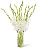 پیاز گل گلایول یا گلایل سفید (Gladiolus white)