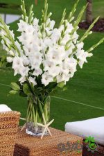 پیاز گل گلایول یا گلایل سفید (Gladiolus white)