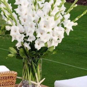 پیاز گل گلایول یا گلایل سفید (Gladiolus white)
