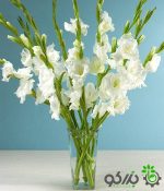 پیاز گل گلایول یا گلایل سفید (Gladiolus white)