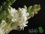 پیاز گل مریم (POLIANTHES TUBEROSA)