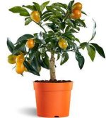 بذر درختچه کامکوات ناگمی یا پرتقال مینیاتوری (Nagami Kumquat)