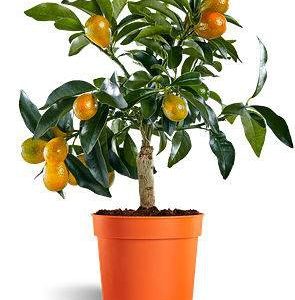 بذر درختچه کامکوات ناگمی یا پرتقال مینیاتوری (Nagami Kumquat)