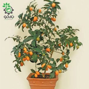 بذر درختچه کامکوات ناگمی یا پرتقال مینیاتوری (Nagami Kumquat)