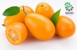 بذر درختچه کامکوات ناگمی یا پرتقال مینیاتوری (Nagami Kumquat)