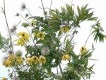 بذر کمیاب گل پیچک کلماتیس اورینتالیس رونده (Clematis orientalis)