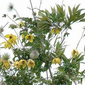 بذر کمیاب گل پیچک کلماتیس اورینتالیس رونده (Clematis orientalis)