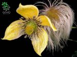 بذر کمیاب گل پیچک کلماتیس اورینتالیس رونده (Clematis orientalis)