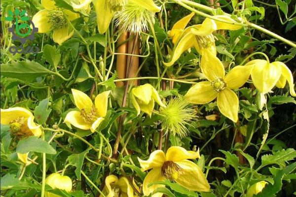 بذر کمیاب گل پیچک کلماتیس اورینتالیس رونده (Clematis orientalis)